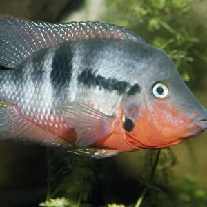 Tilapia Fish - adult male