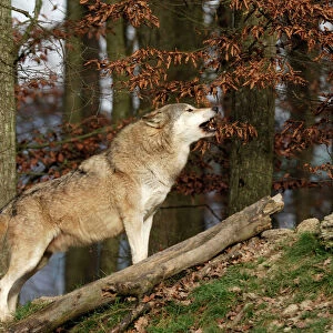 Timber Wolf / Grey Wolf sub species