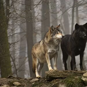 Timber Wolf / Grey Wolf sub species
