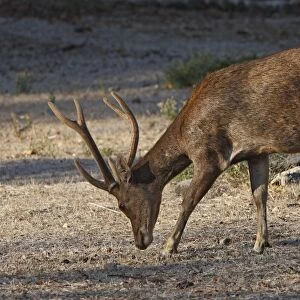 Timor Deer / Rusa Deer / Sunda sambar - Komodo Island - Indonesia