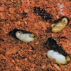 Tobacco / Cigarette Beetle larvae and pupae in infested red chilli powder. Pest of stored tobacco; also attacks wide range of stored food and plant material. Grahamstown, Eastern Cape, South Africa