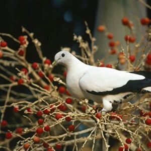 Pigeons Collection: Torresian Imperial Pigeon