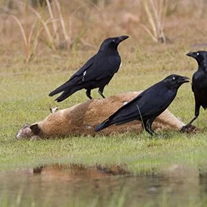 Torresian Crows feeding on an Agile Wallaby A common crow found largely in the top half of Australia. Feeding on an Agile Wallaby (Macropus agilis) near the Gibb River Road, Kimberley, Western Australia