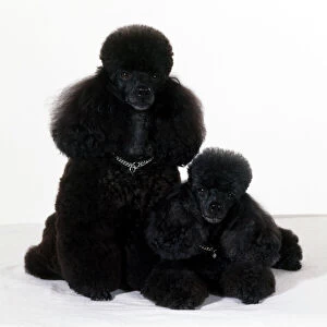 Utility Metal Print Collection: Poodle Toy