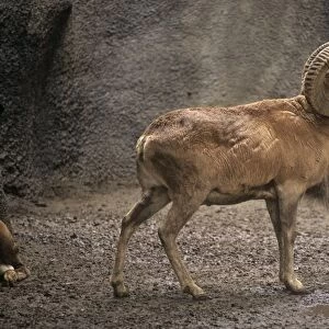 Transcaspian Mouflon/Urial Sheep