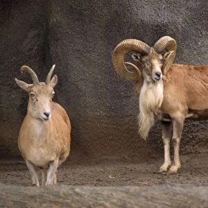 Transcaspian Urial WIld Sheep - female & male North Iran to South Russia