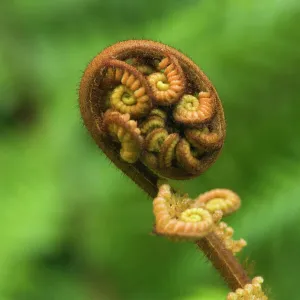 Tree Fern unfurling leave of a tree fern. This motive, in Maori called Koru, is by the Maori people often used in arts of all kinds. Te Urewera National Park, Hawke's Bay, North Island, New Zealand