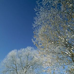 Trees in Snow Hazel (Corylus avellana) & Willow (Salix sp. ) in winter