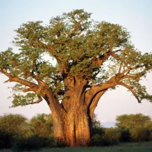 Baobab in Leaf Print Baobab in Leaf Print