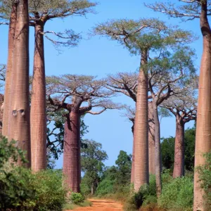Baobab Tree Madagascar Print Baobab Tree Madagascar Print