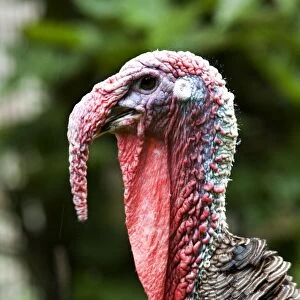 Turkey - male