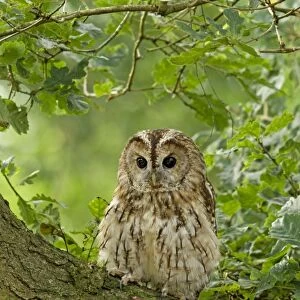 Twany owl - perched on a branch in habitat - August - Cannock Chase - Staffordshire - England