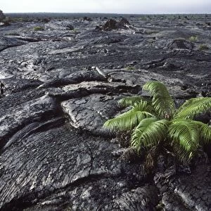 USA - Hawaii - Big Island - Hawaii Volcanoes National Park - Vegetation returns on a recent lava flow of the Kilauea Volcano