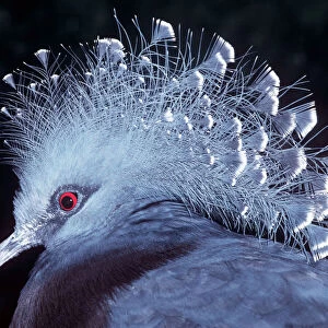Pigeons Collection: Victoria Crowned Pigeon