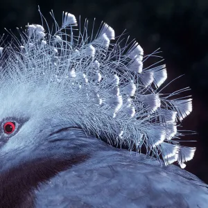 Pigeons Collection: Victoria Crowned Pigeon