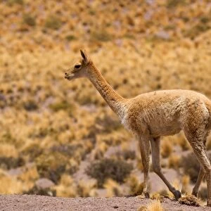 Vicuna / Vicugna - adult strolling through grassy desert - Atacama Desert near El Tatio Geysers - Chile - South America