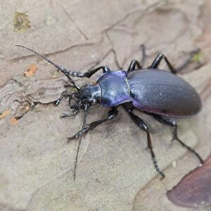 Violet Ground Beetle - on wood - Cornwall - UK