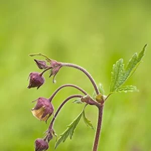 Water Avens - close up side view showing detail of the stem leaves and flower - May - Cannock - Staffordshire - England