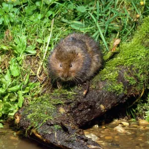 Water Vole