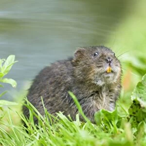 Water Vole - Feeding on river bank - Sussex - UK MA002352