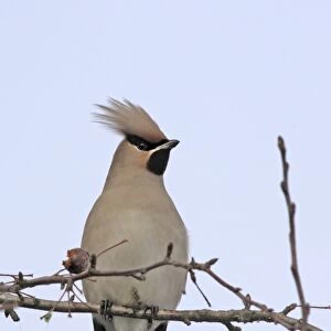 Waxwing. Alsace - France