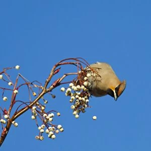 Waxwing - feeding on berries - Oxon - UK - January