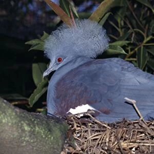 Western crowned-pigeon. Also known as: Blue crowned-pigeon, common crowned pigeon, great goura and masked pigeon - incubating eggs in nest