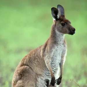 Western Grey Kangaroo - mother & joey in pouch - Australia