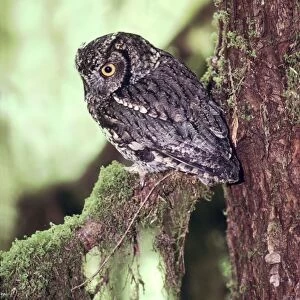 Western Screech Owl Olympic National Park, Washington state, USA