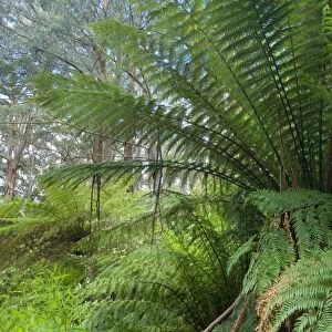 Wet Sclerophyll Forest - magnificent forest consisting of mainly Mountain Ash trees and impressive tree ferns and ground ferns as understory - Otways, Victoria, Australia