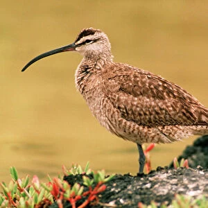 Sandpipers Collection: Whimbrel