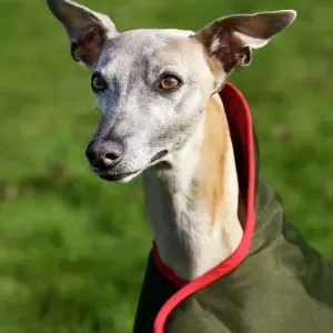 Perro whippet con pelaje