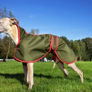 Perro whippet con pelaje
