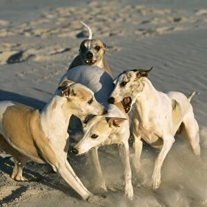 Whippets CRH 718 Dogs biting subordinate © Chris Harvey / ARDEA LONDON