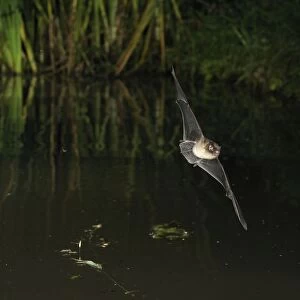 Whiskered Bat - in flight above a forest pond - Jura Mountain - Switzerland(impossible to know which whiskered bat it is without a hand determination)