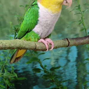 White-bellied Caique