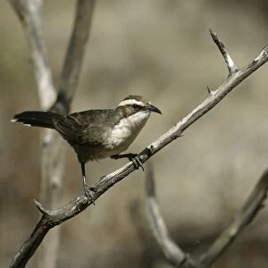 Australasian Babblers Collection: Related Images