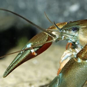 White Clawed Native Crayfish now endangered in British waters due to fungal disease from introduced American crayfish Priority Species on UK BAP