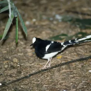 White-crowned Forktail Print: Enicurus leschenaulti White-crowned Forktail Print: Enicurus leschenaulti