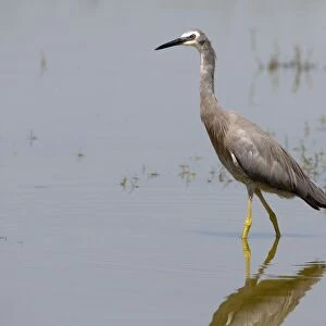 Herons Canvas Print Collection: White Faced Heron