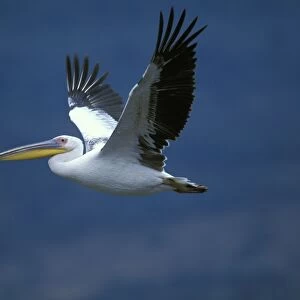 White Pelican In flight