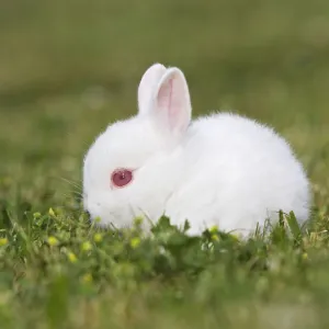 White Polish rabbit with red eyes - baby