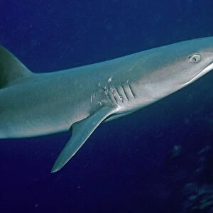 White Reef Shark - showing mating scars