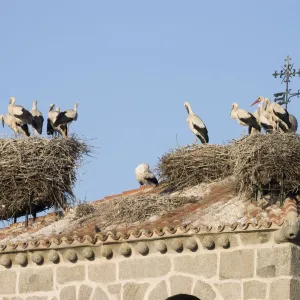 White Stork - Several occupied nests on on bell tower roof top nest site - Manzanares el Real - Spain