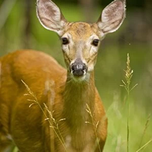 White-tailed Deer - Doe in woods - Spring - New York - USA