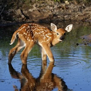 White-tailed Deer - fawn in water drinking. Minnesota - USA