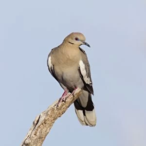 Doves Collection: White Winged Collared Dove