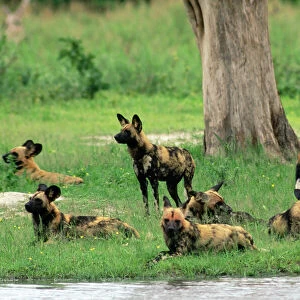 Wild African Hunting Dogs Savuti, Botswana, Africa