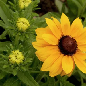 Wild black-eyed Susan (Rudbeckia hirta), from North America