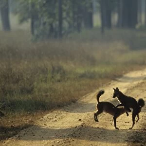 Wild Dogs / Dholes - playing, Kanha National Park, India